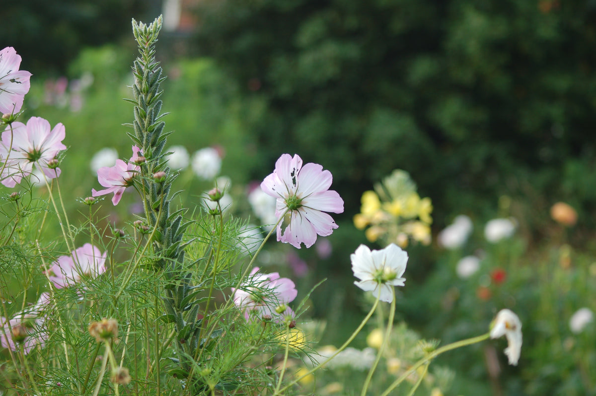 Cosmos bipinnatus 'Do It Yourselves mix' (cosmea) - Bloemenzaad Uitbundige bloeier voor in de Zon