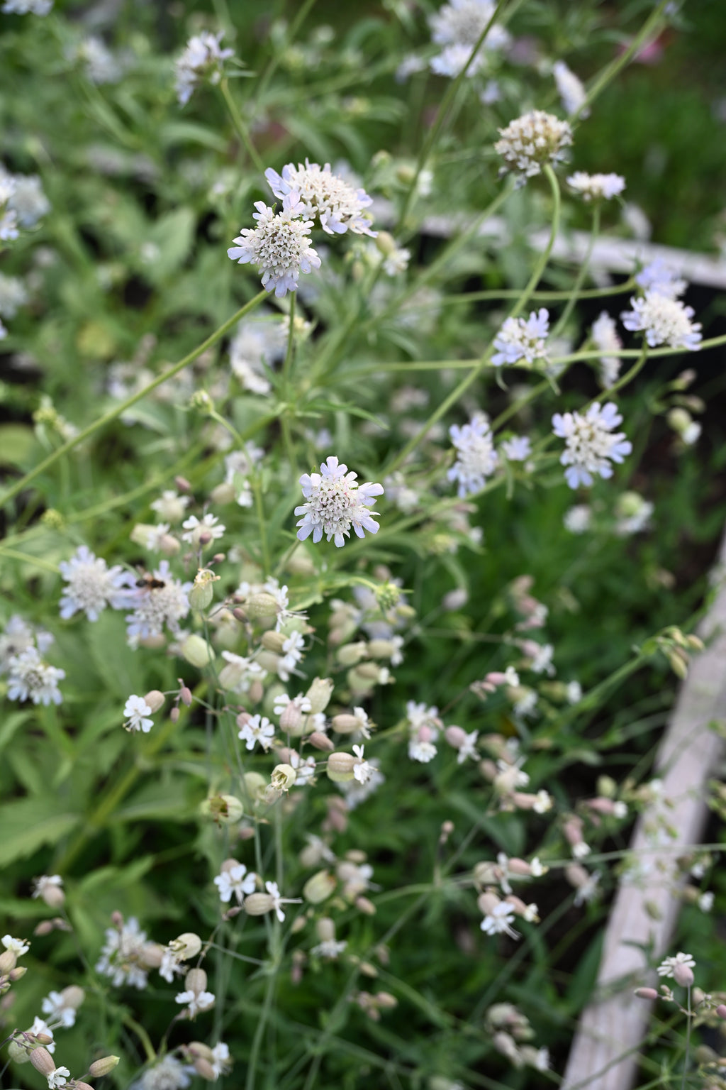 Scabiosa stellata 'Drumstick' (duifkruid) - Bloemenzaad voor langbloeiende bloemen