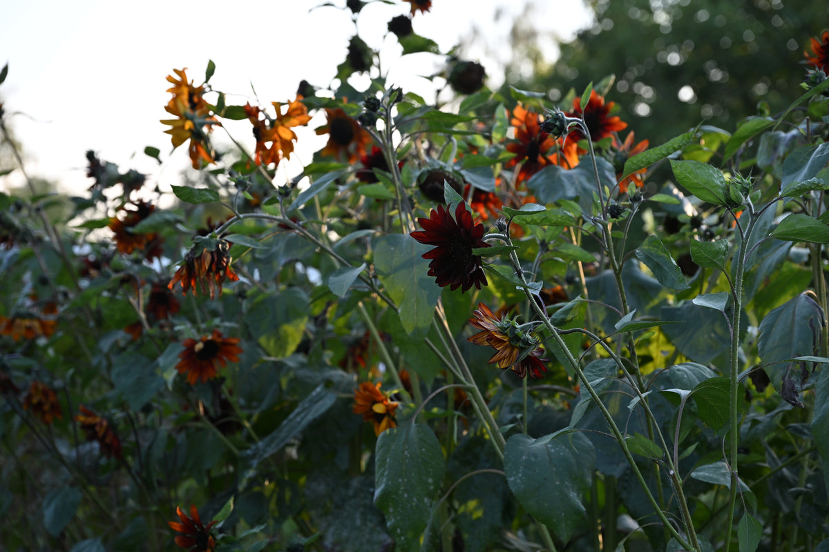 Helianthus annuus 'Eartwalker (zonnebloem)
