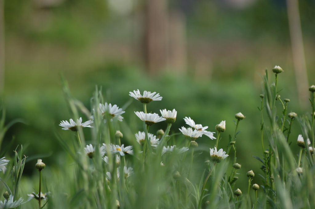 Leucanthemum vulgare (gewone margriet) - Bloemenzaad voor inheemse bloemen