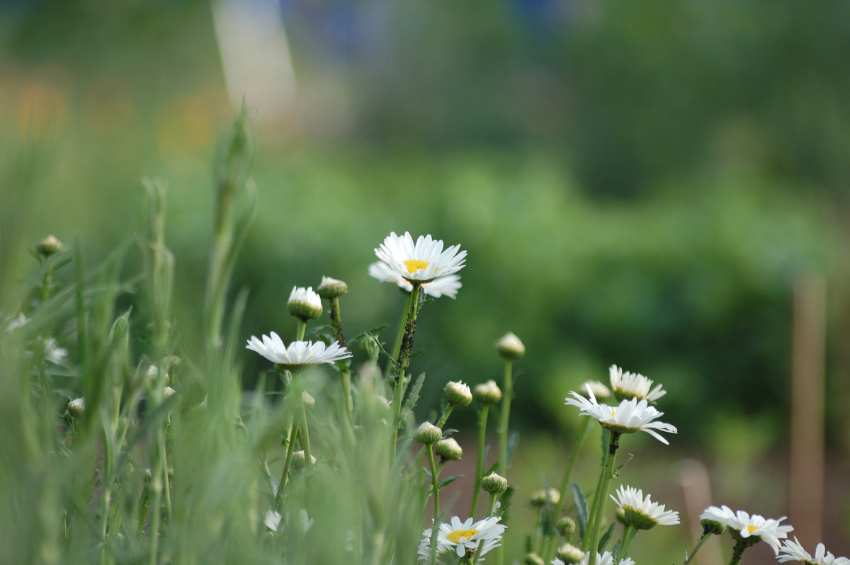 Leucanthemum vulgare (gewone margriet) - Bloemenzaad voor inheemse bloemen