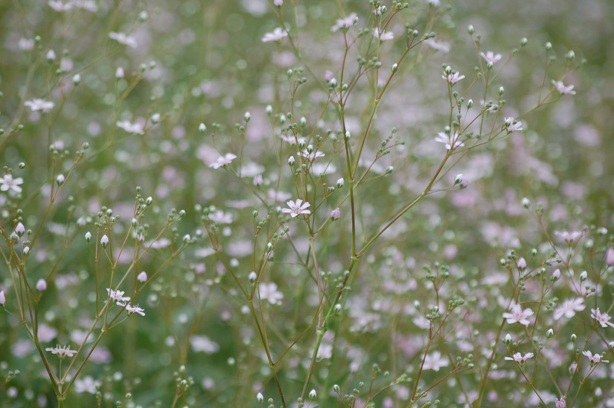 Gypsophila elegans 'Rosea' (gipskruid) - Bloemenzaad voor bijenplant