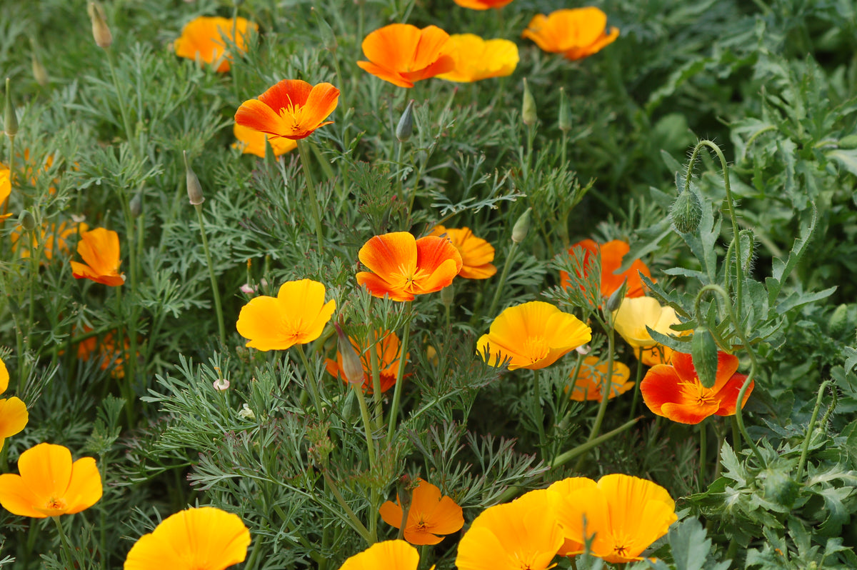 Eschscholzia californica Mix (slaapmutsje) - Bloemenzaad eindeloze bloeier