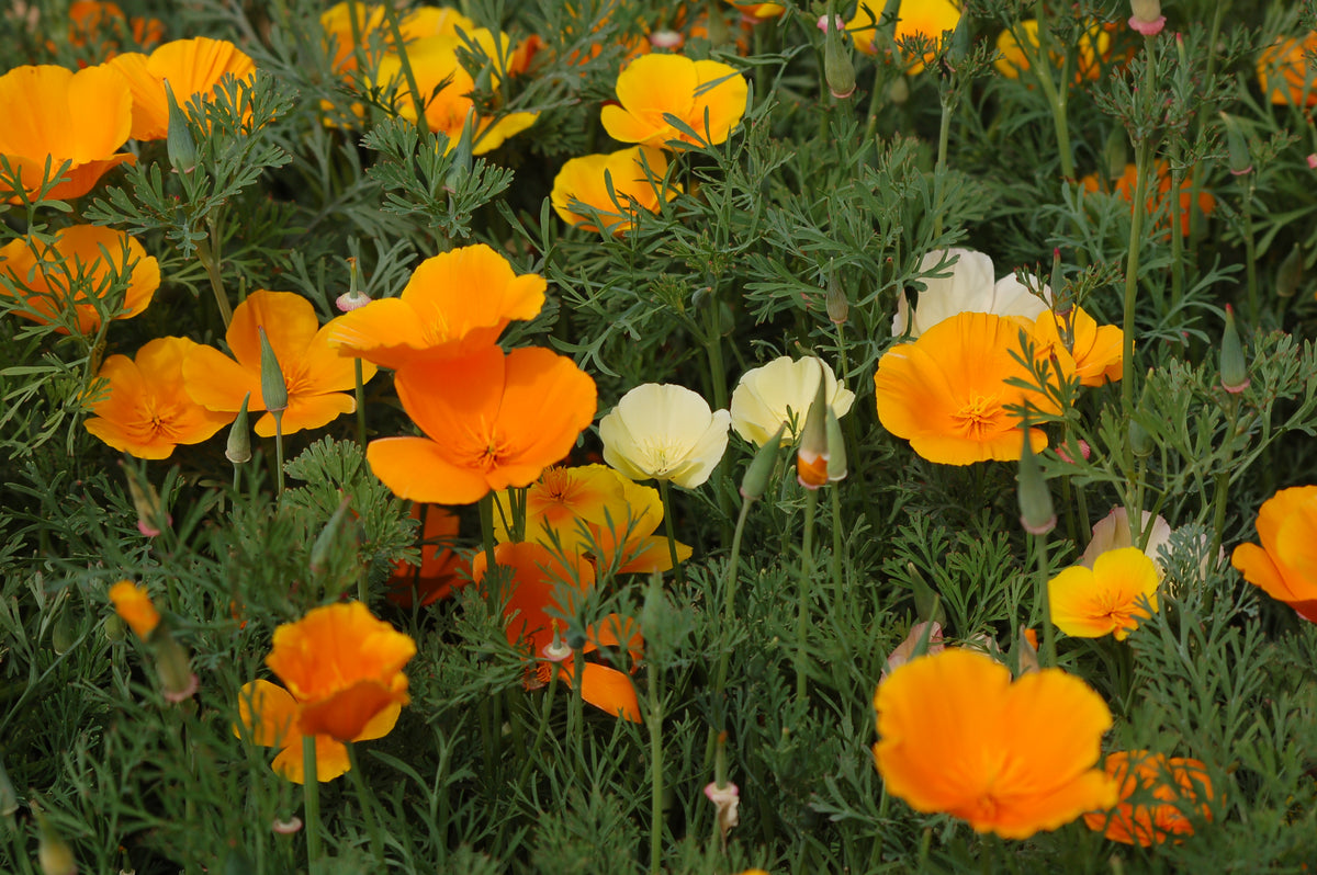 Eschscholzia californica Mix (slaapmutsje) - Bloemenzaad eindeloze bloeier