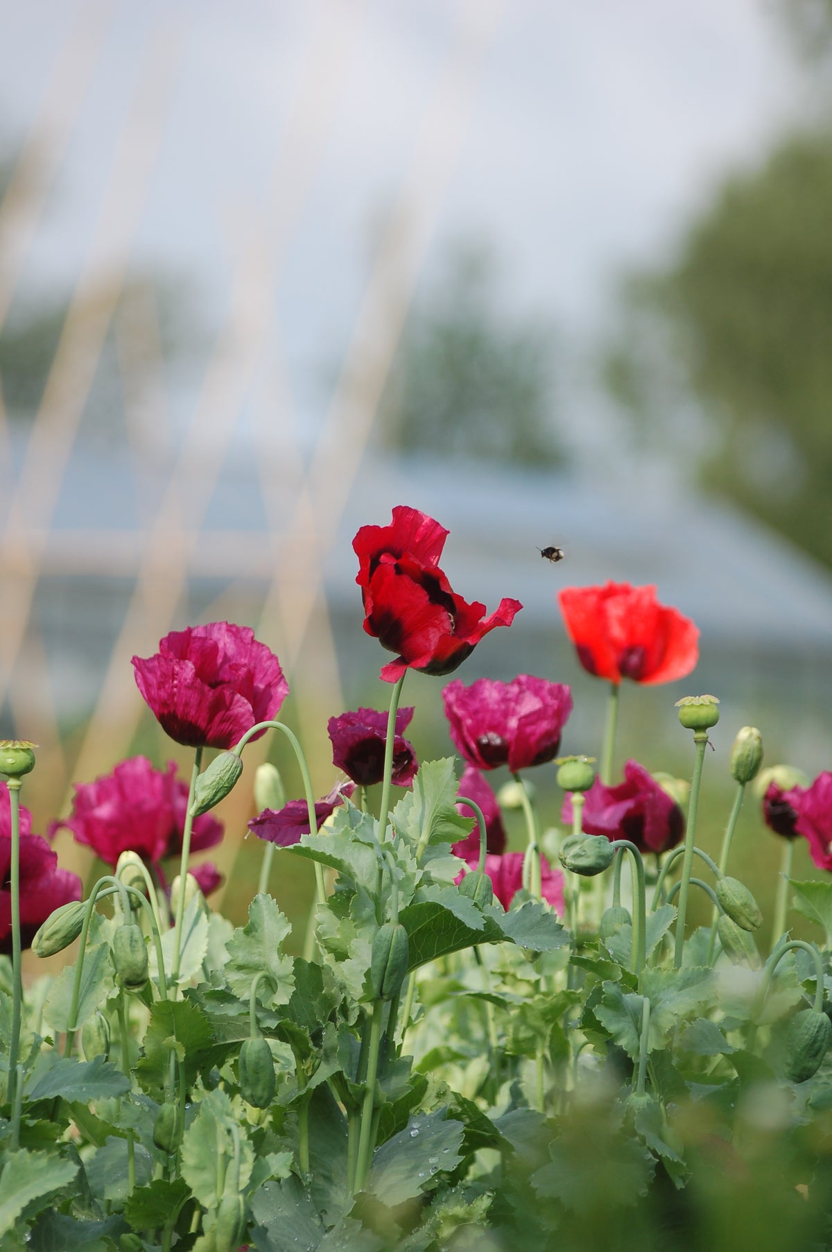 Papaver somniferum Mix (bolpapaver) - Bloem voor insecten