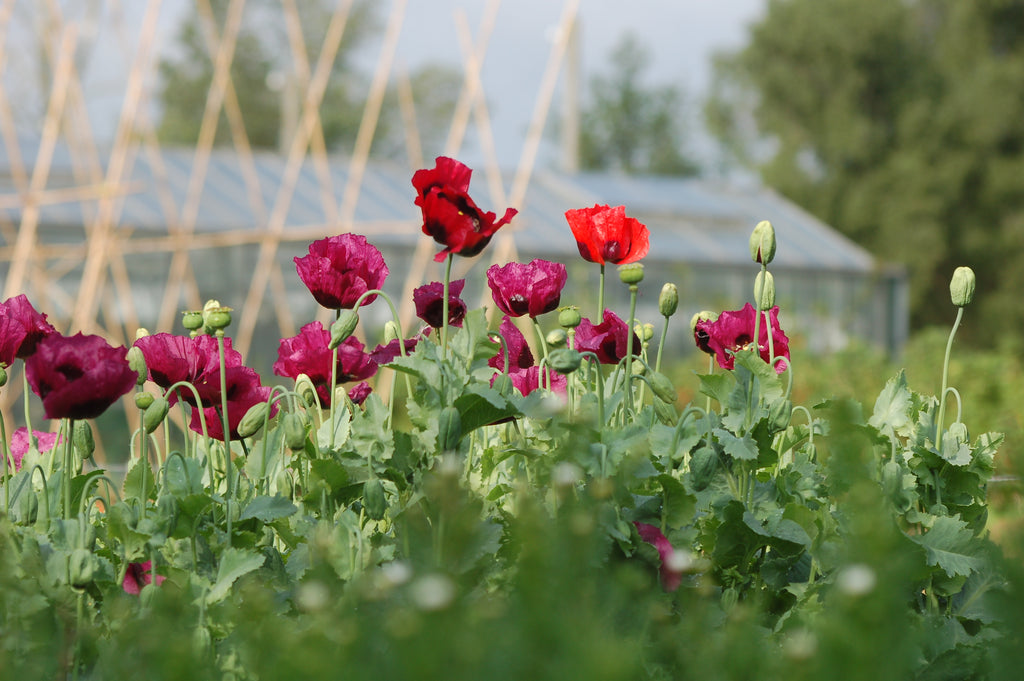 Papaver somniferum Mix (bolpapaver) - Bloem voor insecten