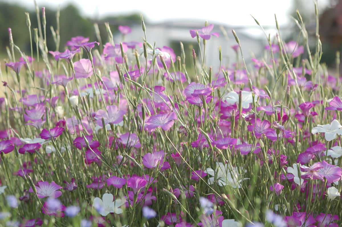 Zaaipakket pluktuin PURPLE BLUE - Bloemenzaad voor een uitbundige tuin