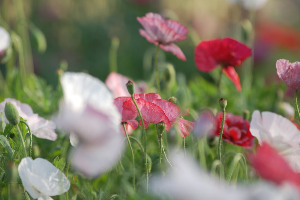 Papaver rhoeas 'Mother of Pearl ' (klaproos) - Bloem voor insecten
