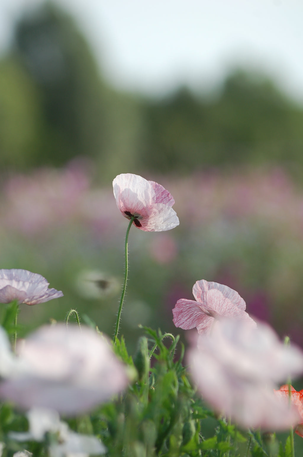 Papaver rhoeas 'Mother of Pearl ' (klaproos) - Bloem voor insecten