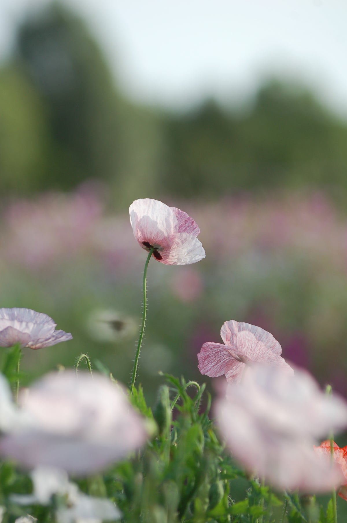 Papaver rhoeas 'Mother of Pearl ' (klaproos) - Bloem voor insecten