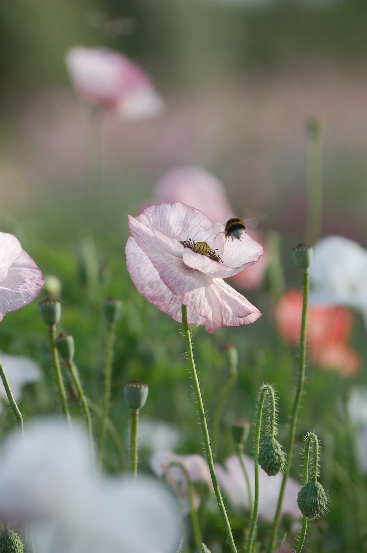 Papaver rhoeas 'Mother of Pearl ' (klaproos) - Bloem voor insecten