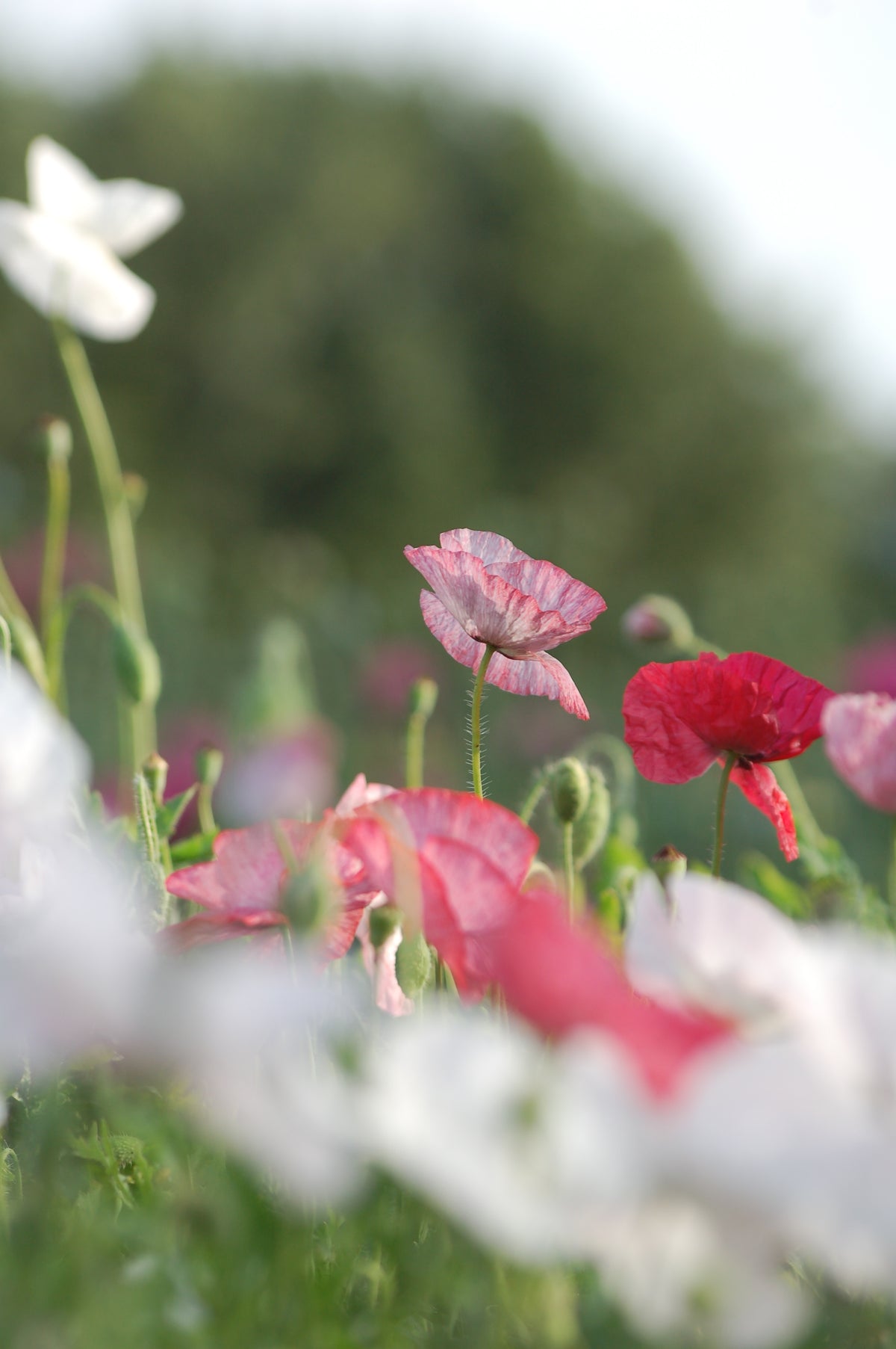 Papaver rhoeas 'Mother of Pearl ' (klaproos) - Bloem voor insecten