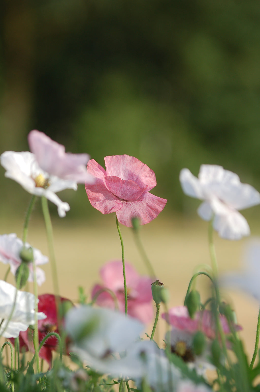 Papaver rhoeas 'Mother of Pearl ' (klaproos) - Bloem voor insecten