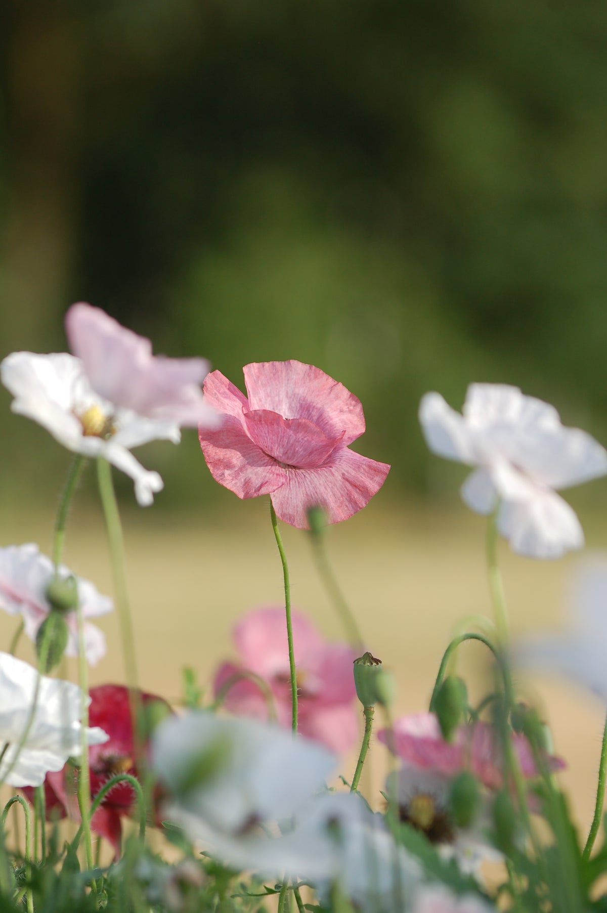Papaver rhoeas 'Mother of Pearl ' (klaproos) - Bloem voor insecten