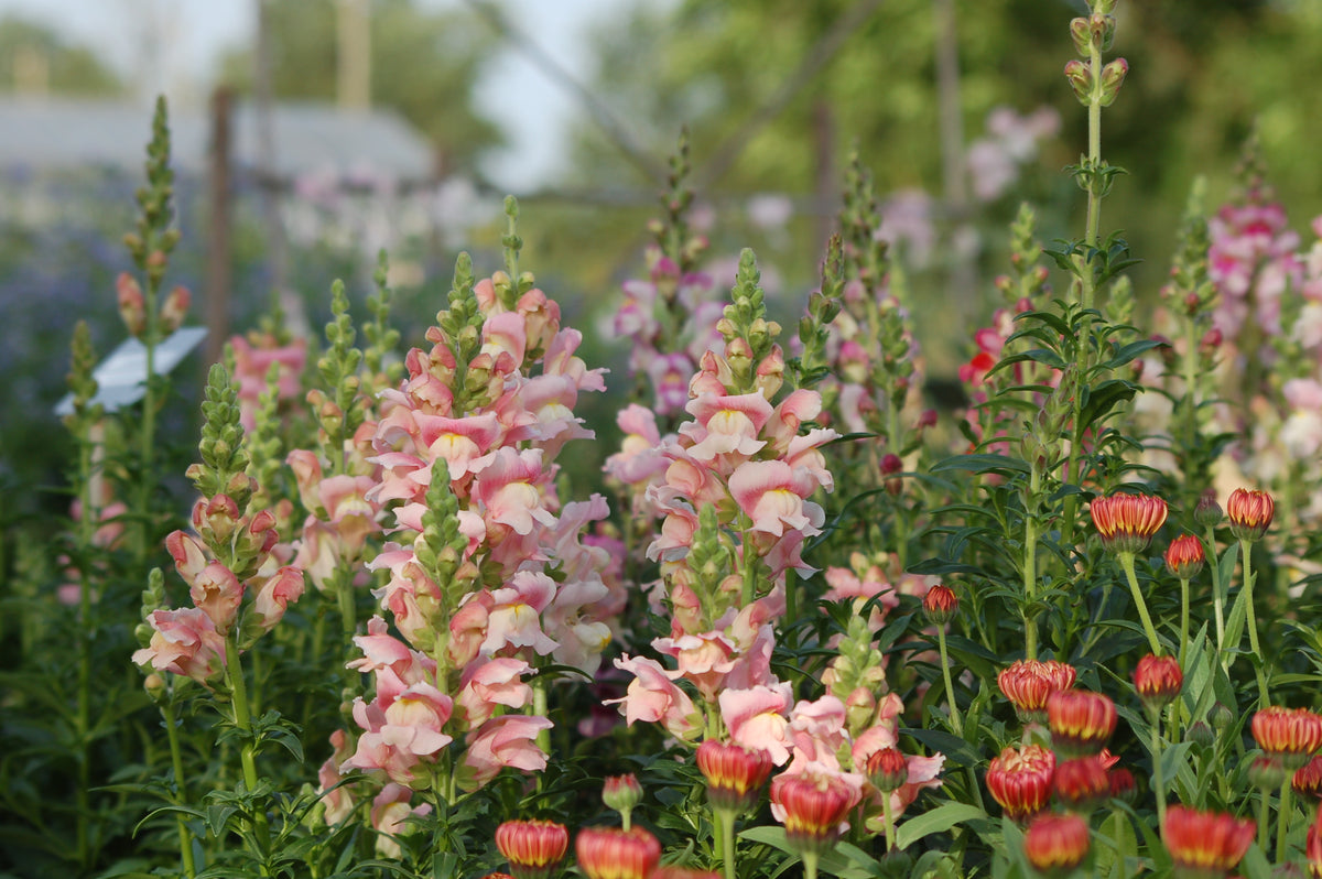 Anthirrinum majus - Leeuwenbek cutflower mix