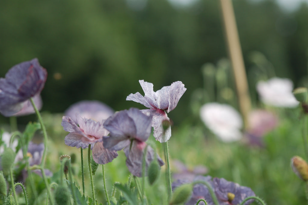 Zadenmix: Pluktuin in een zakje BLAUW PAARS - Bloemenzaad voor lang bloeiende bloemen