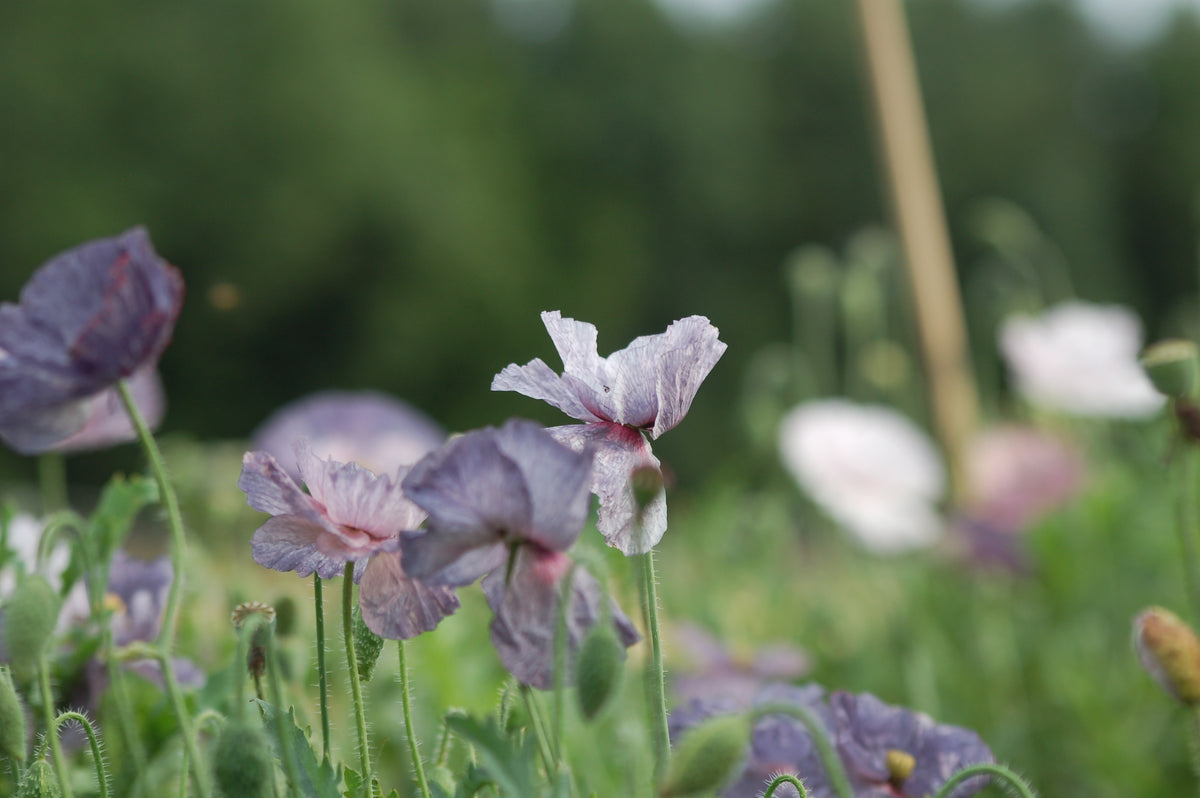 Zadenmix: Pluktuin in een zakje BLAUW PAARS - Bloemenzaad voor lang bloeiende bloemen