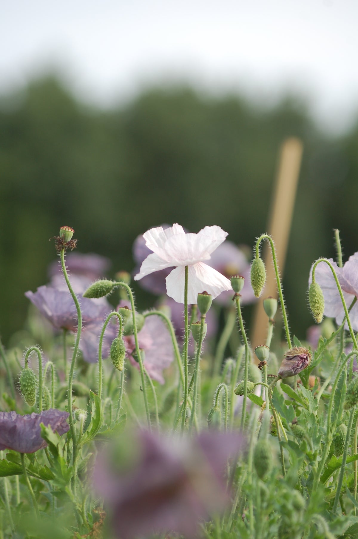 Papaver rhoeas 'Amazing Plukgeluk' (klaproos) - Bloem voor insecten
