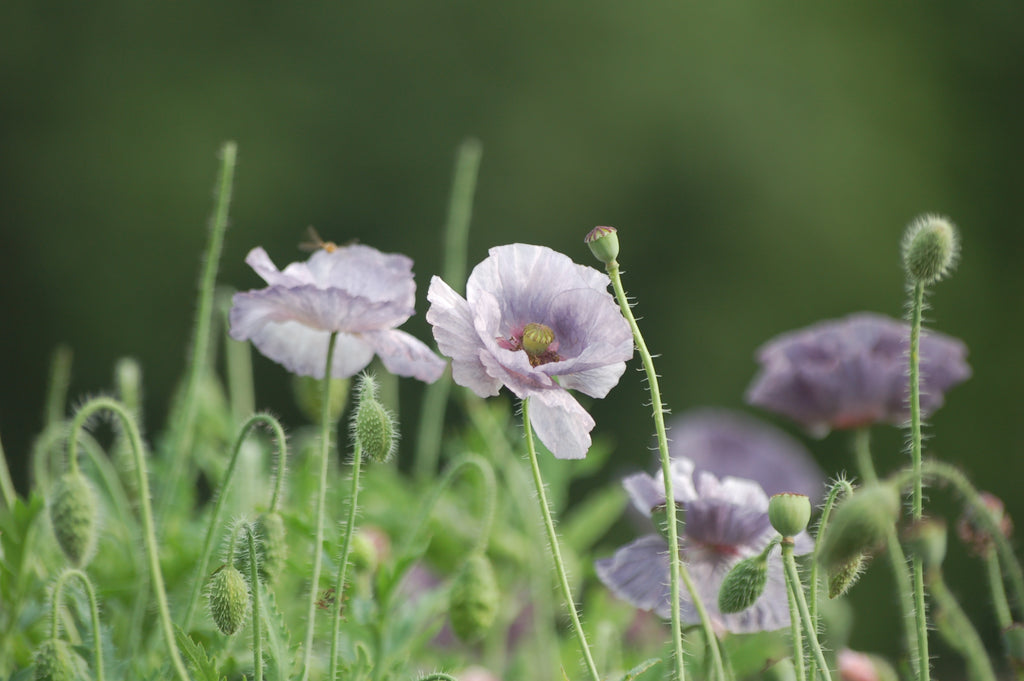 Papaver rhoeas 'Amazing Plukgeluk' (klaproos) - Bloem voor insecten