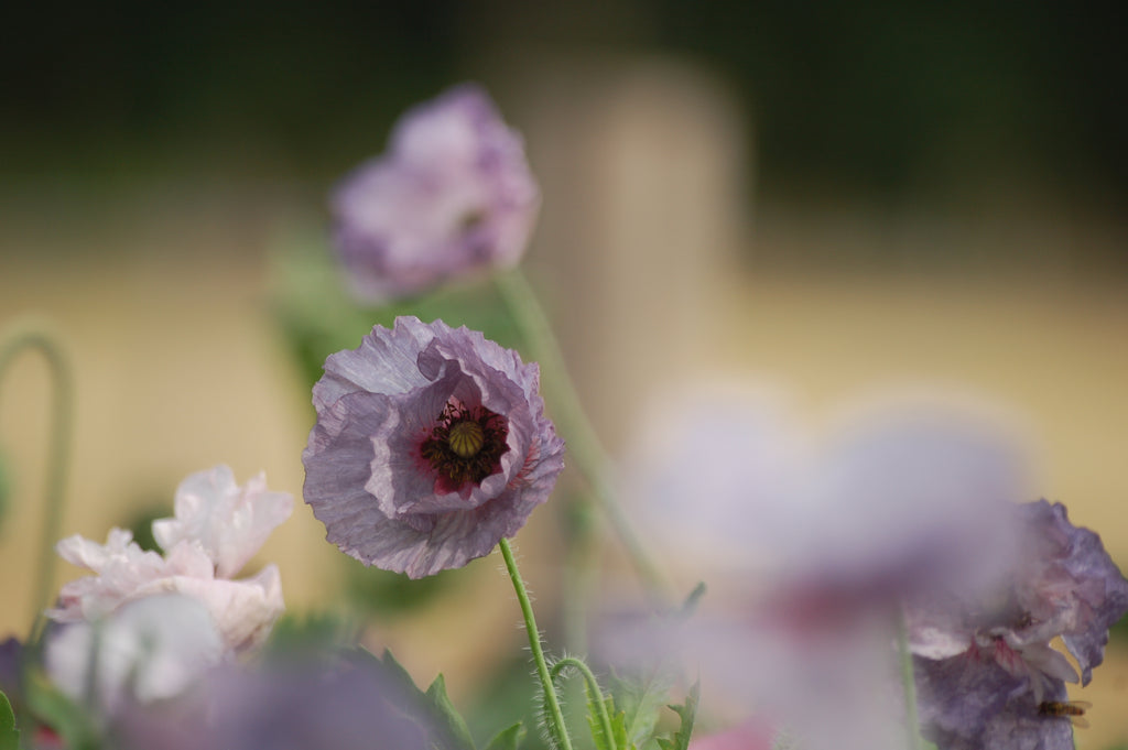 Papaver rhoeas 'Amazing Plukgeluk' (klaproos) - Bloem voor insecten