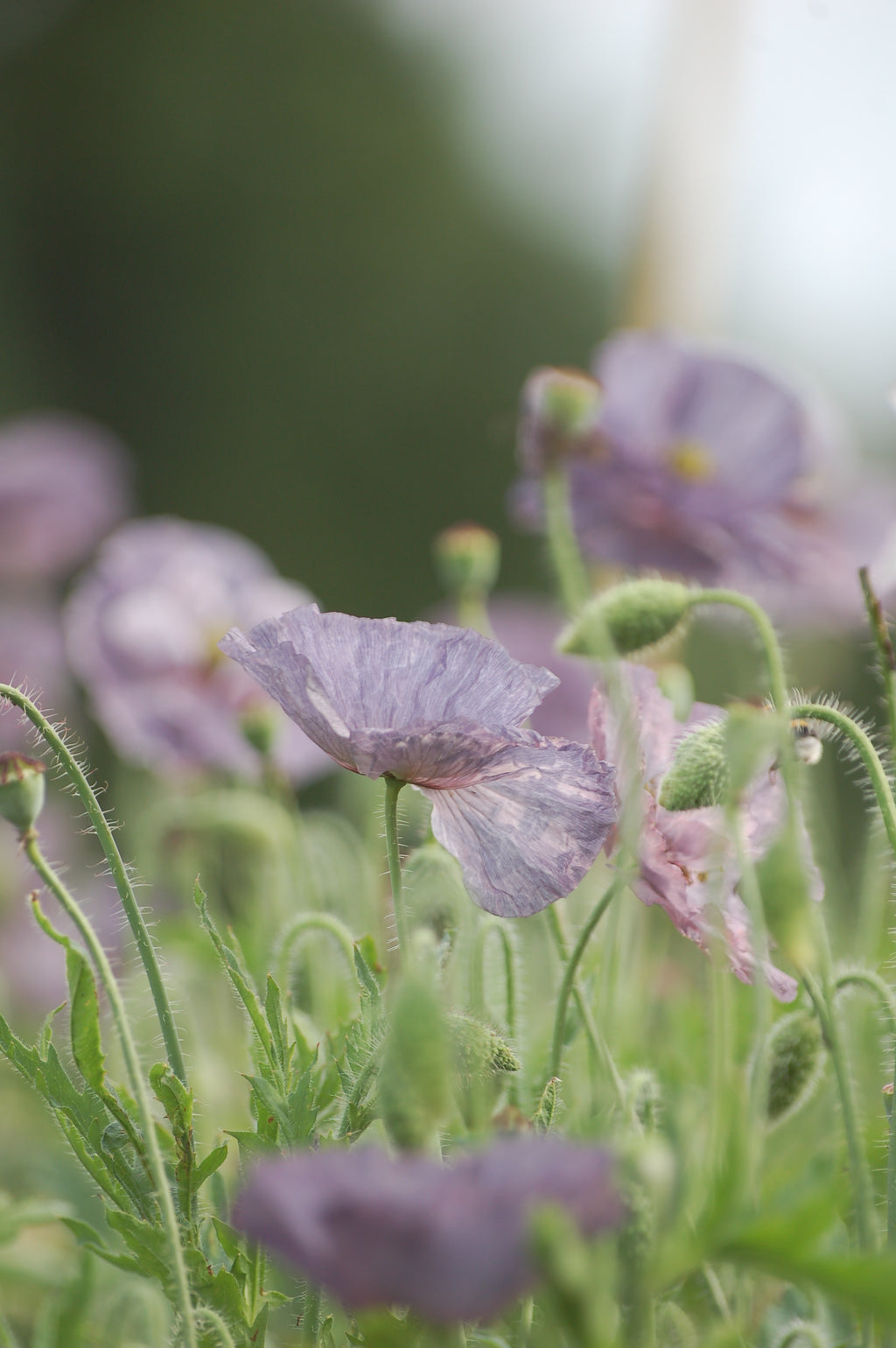 Papaver rhoeas 'Amazing Plukgeluk' (klaproos) - Bloem voor insecten