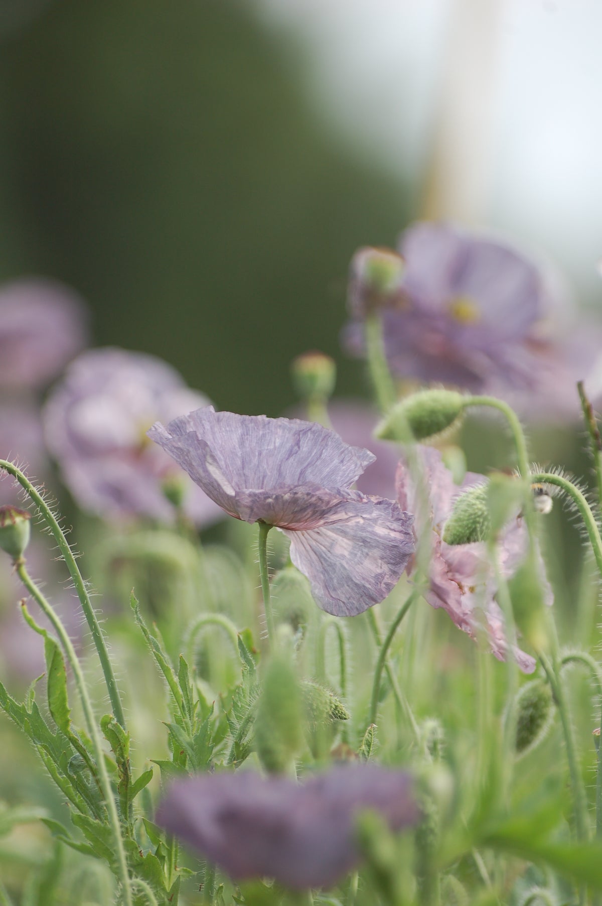Papaver rhoeas 'Amazing Plukgeluk' (klaproos) - Bloem voor insecten