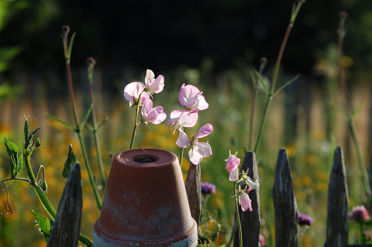 Lathyrus odoratus cutflower mix (siererwt) - Bloemenzaad voor sterk geurende bloemen