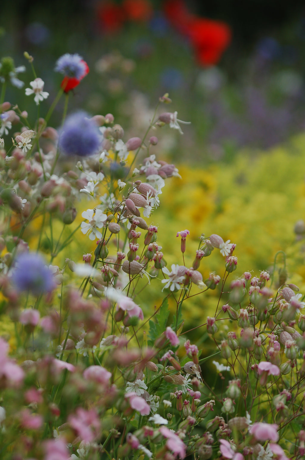 Silene vulgaris (Blaassilene) - Bloemenzaad voor inheemse planten