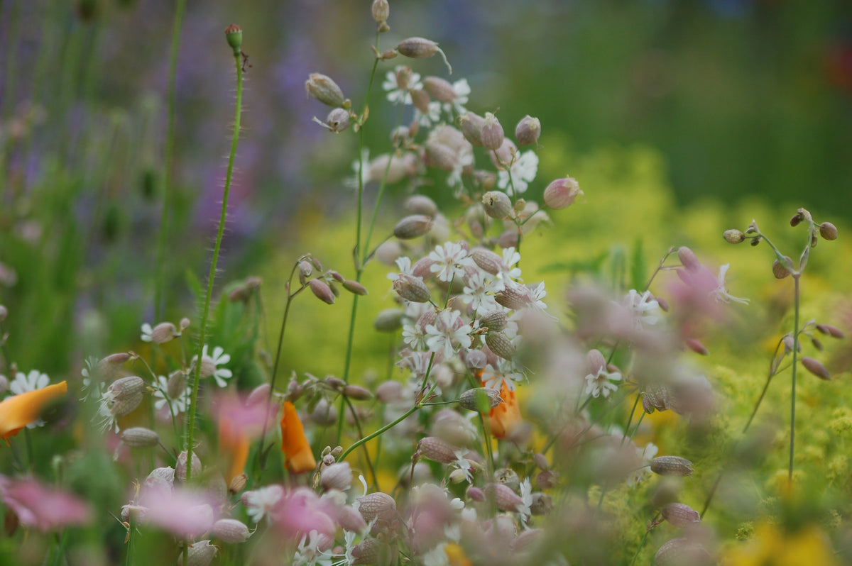 Silene vulgaris (Blaassilene) - Bloemenzaad voor inheemse planten