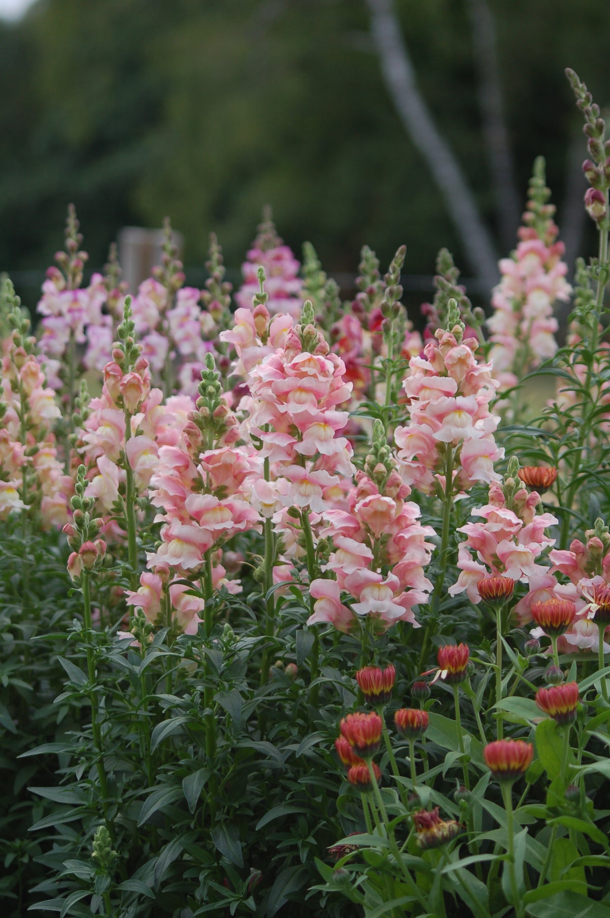 Anthirrinum majus - Leeuwenbek cutflower mix
