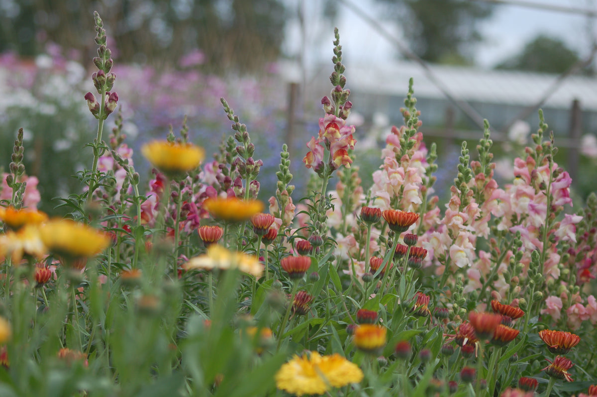 Anthirrinum majus - Leeuwenbek cutflower mix