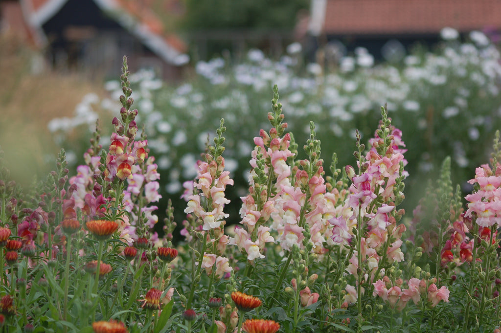 Anthirrinum majus - Leeuwenbek cutflower mix
