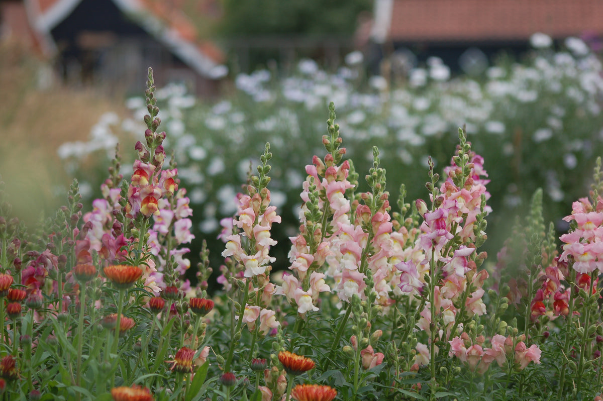 Anthirrinum majus - Leeuwenbek cutflower mix