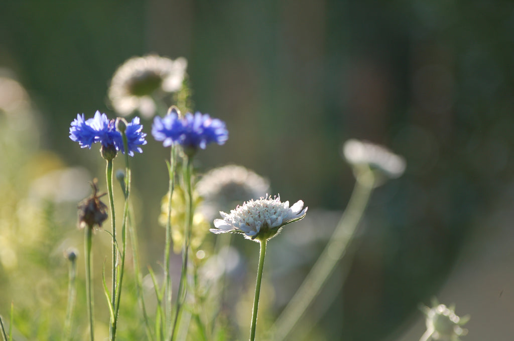 Zadenmix: Pluktuin in een zakje BLAUW PAARS - Bloemenzaad voor lang bloeiende bloemen