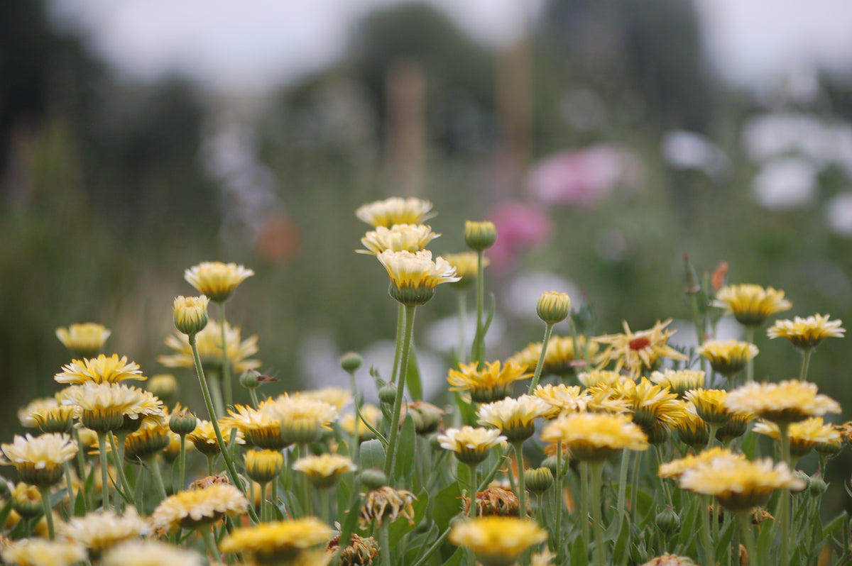 Calendula officinalis 'Snow Princess' - goudsbloem