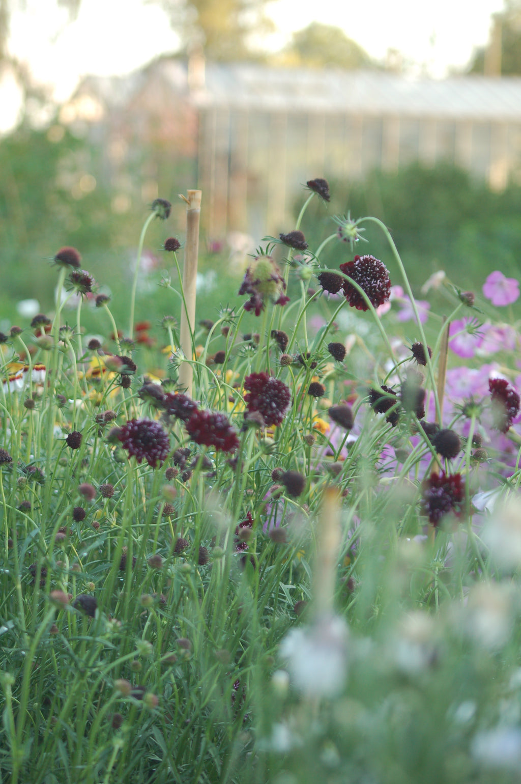 Scabiosa atropurpurea 'Black Knight' (duifkruid) - Bloemenzaad voor langbloeiende bloemen