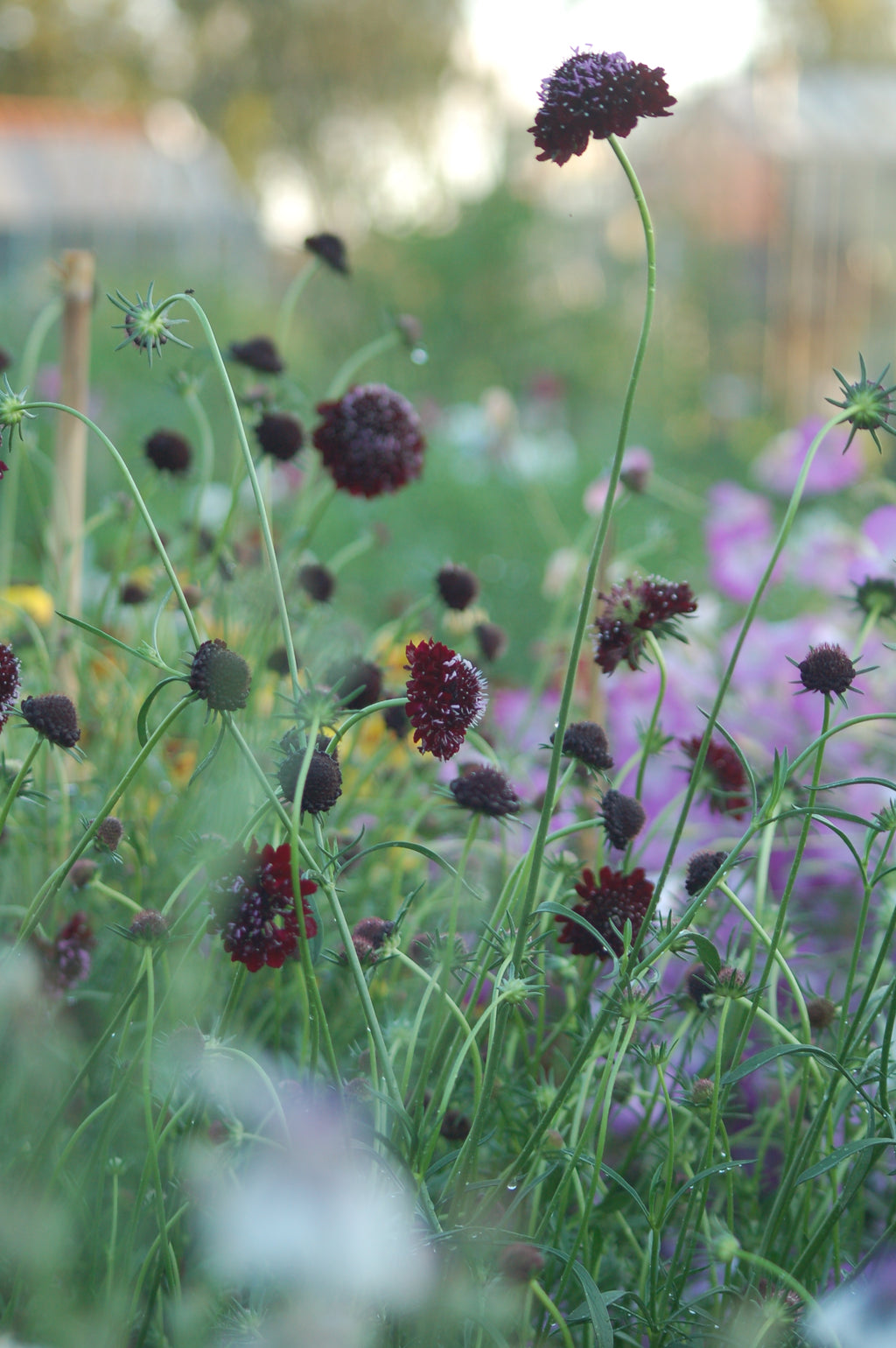 Scabiosa atropurpurea 'Black Knight' (duifkruid) - Bloemenzaad voor langbloeiende bloemen