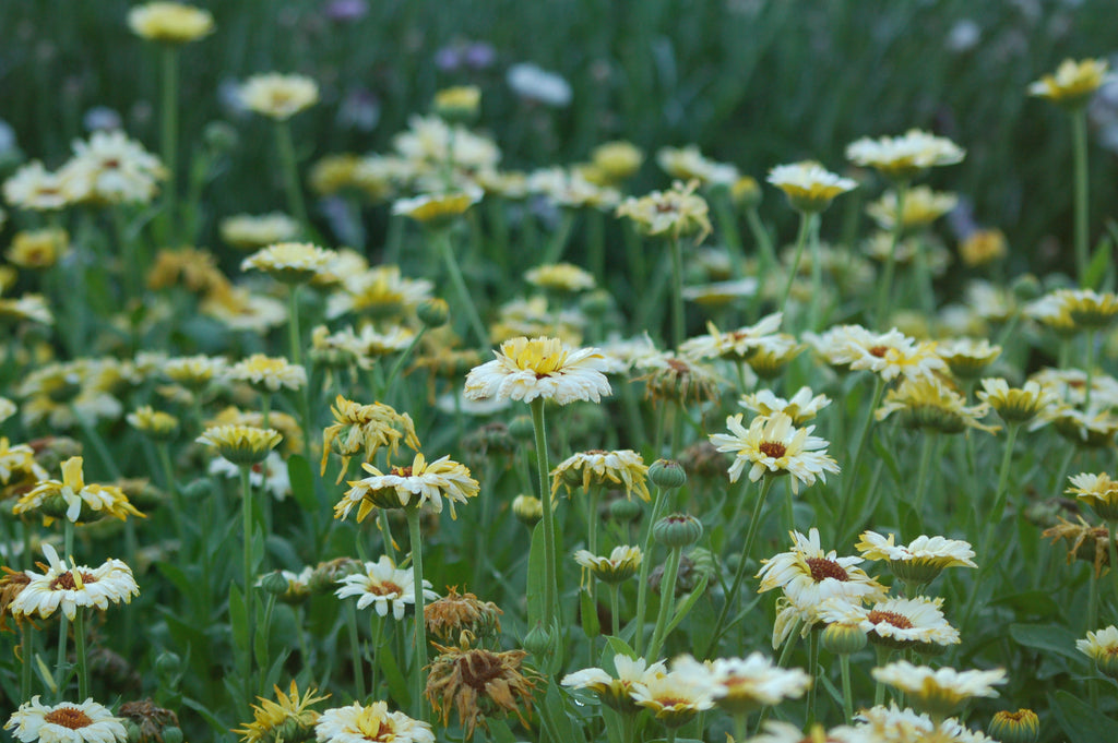 Calendula officinalis 'Snow Princess' - goudsbloem
