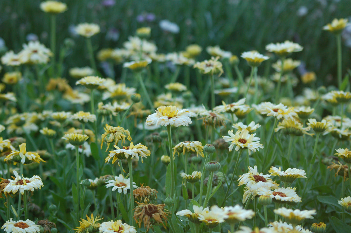 Calendula officinalis 'Snow Princess' - goudsbloem