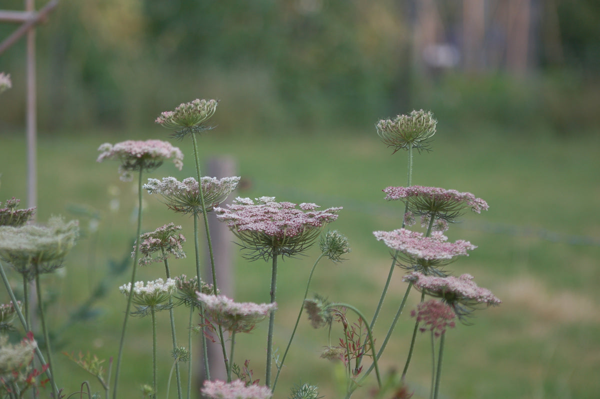 Daucus carota 'Dara' (wilde peen) - Bloemenzaad Uitbundige bloeier voor in de Zon