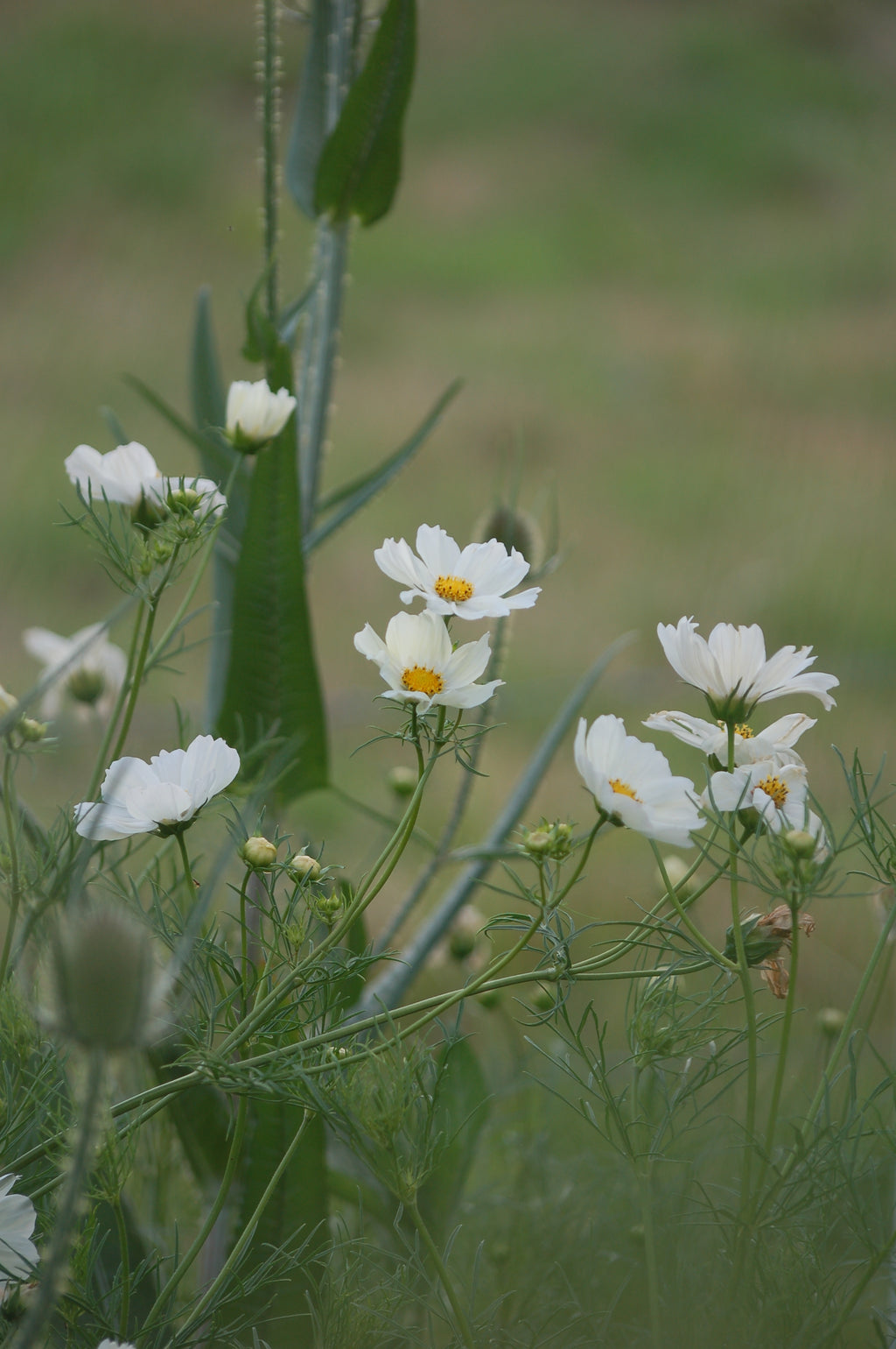 Cosmos bipinnatus 'Sunset Yellow' (cosmea) - Bloemenzaad Uitbundige bloeier voor in de Zon