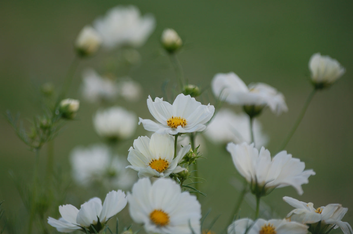 Zaaipakket pluktuin COPPER - Bloemenzaad voor een uitbundige tuin