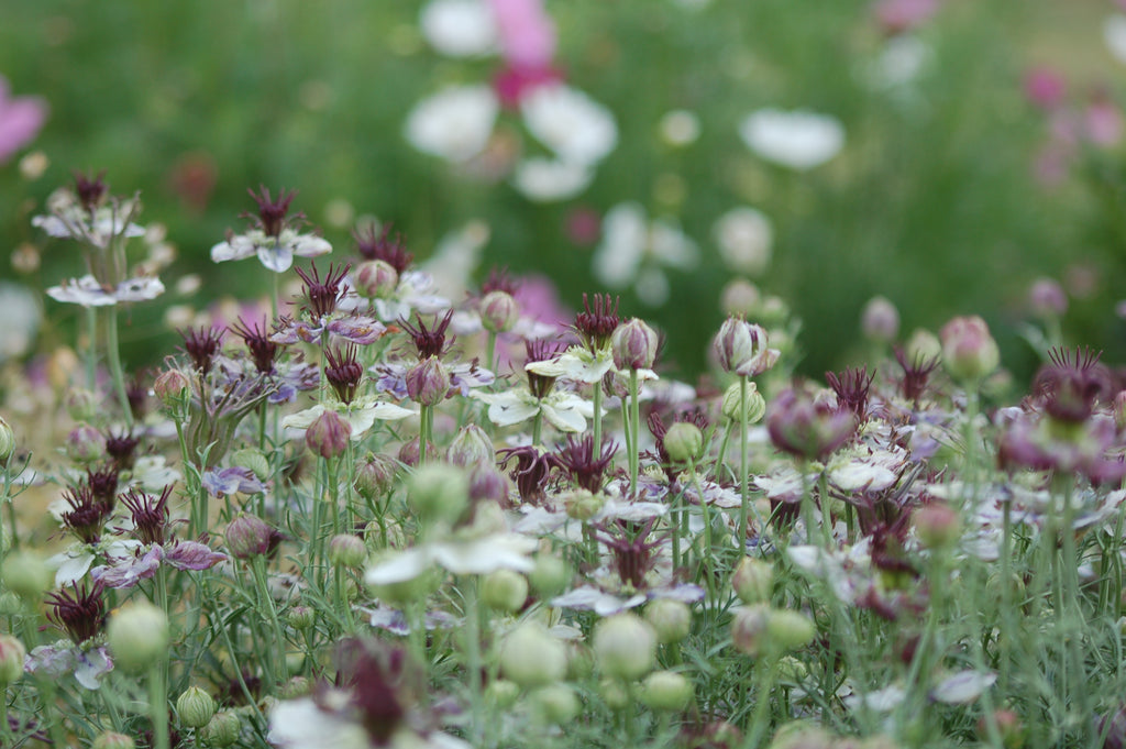 Nigella papillosa 'Delft Blue' (juffertje in t groen) - Bloemenzaad voor lang bloeiende bloemen