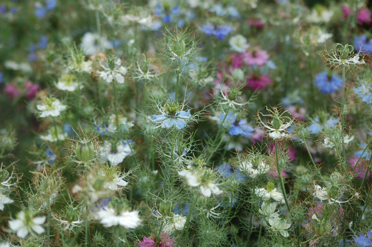 Zadenmix: Pluktuin in een zakje BLAUW PAARS - Bloemenzaad voor lang bloeiende bloemen