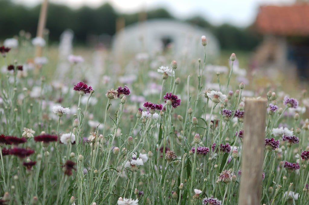 Centaurea cyanus 'Purple Magic' - korenbloem