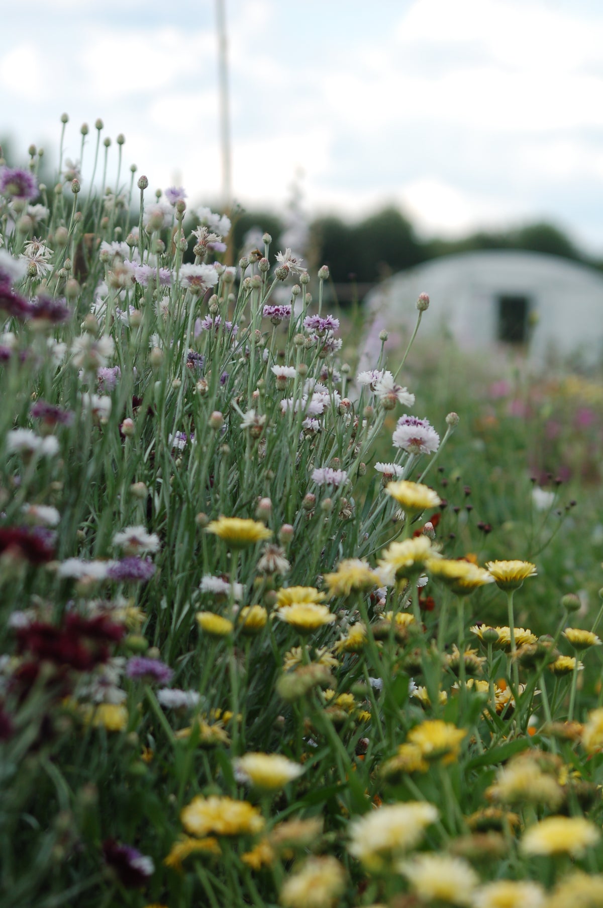 Calendula officinalis 'Snow Princess' - goudsbloem