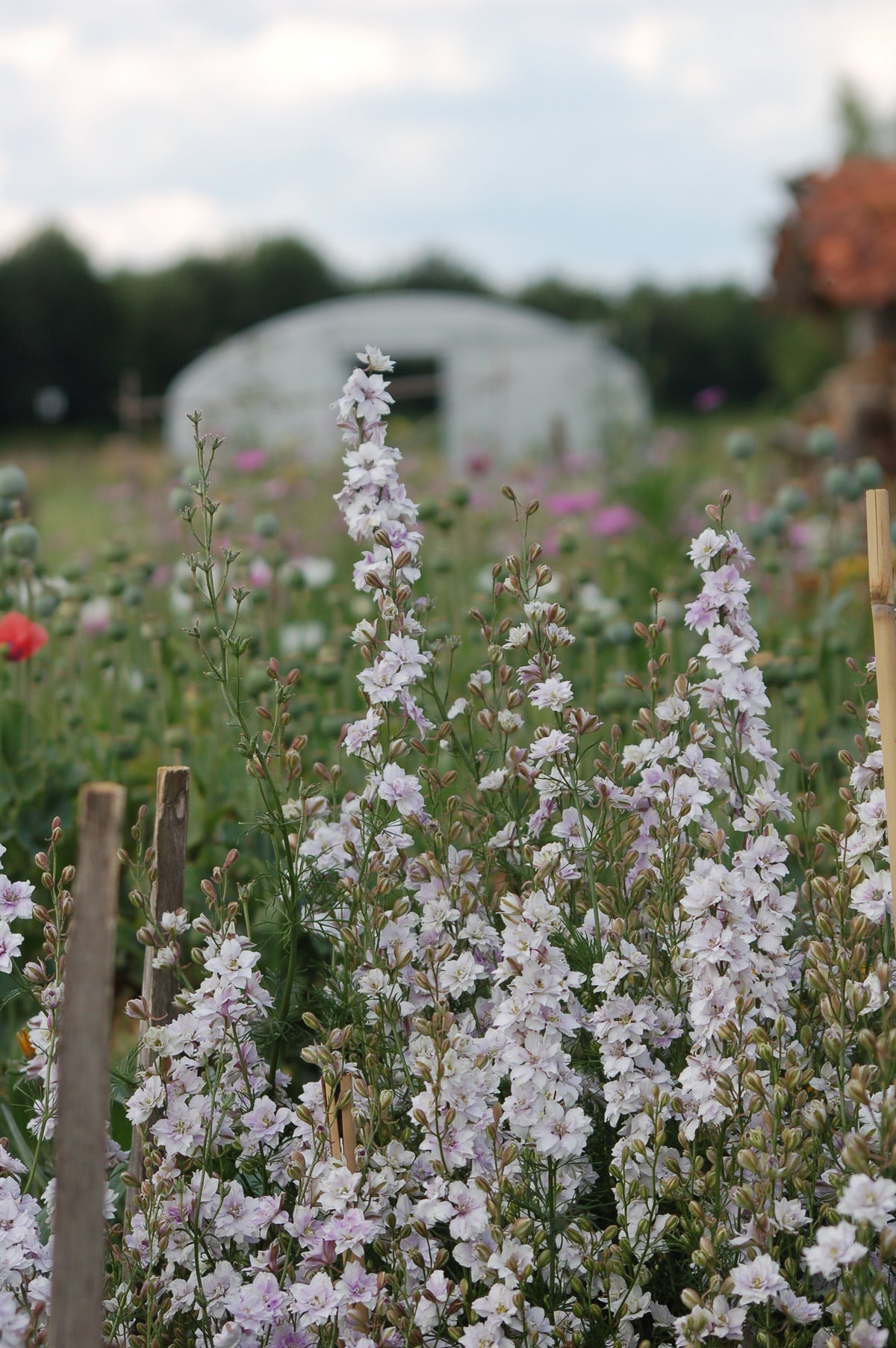 Delphinium consolida 'Smokey Eyes' (ridderspoor) - Bloemenzaad voor in de zon