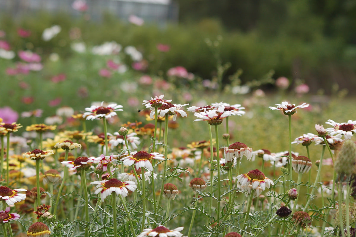 Chrysanthemum carinatum (bonte ganzebloem mix) - Bloemenzaad voor lang bloeiende bloemen