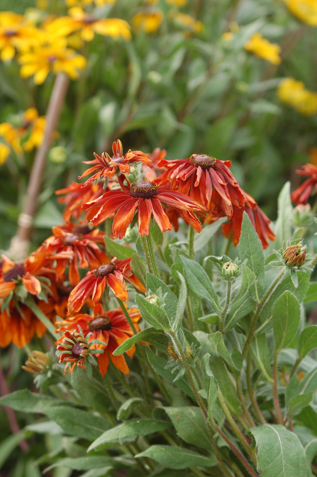 Rudbeckia hirta 'Mix' (zonnehoed) - Bloemenzaad voor langbloeiende bloemen