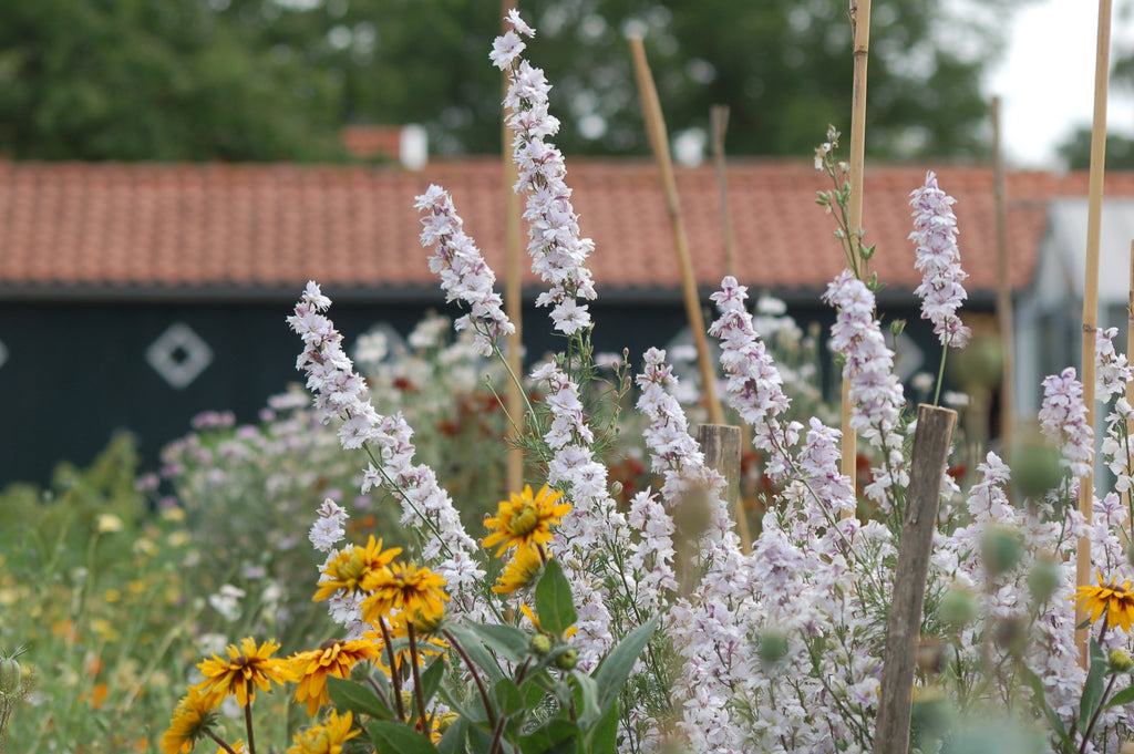 Delphinium consolida 'Smokey Eyes' (ridderspoor) - Bloemenzaad voor in de zon